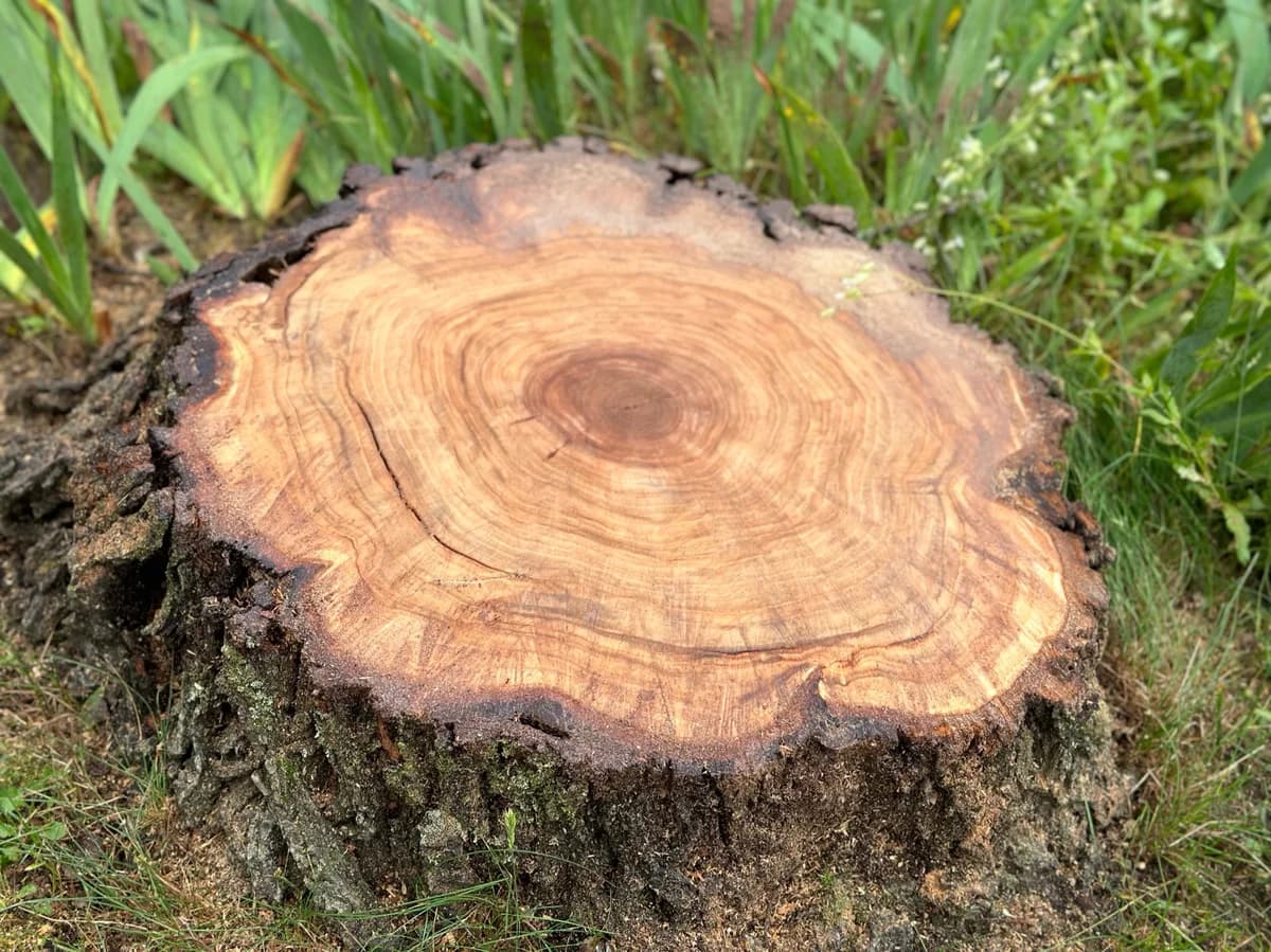 Freshly cut tree stump showing growth rings in a Simcoe County residential yard