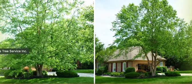Before and after comparison showing the impact of professional tree pruning on a home's curb appeal