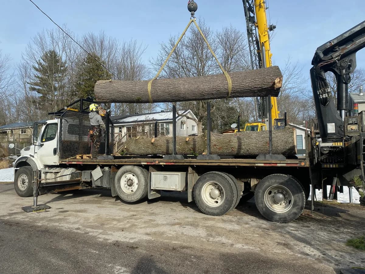 Large tree removal operation with heavy equipment on a residential property in Simcoe County Ontario