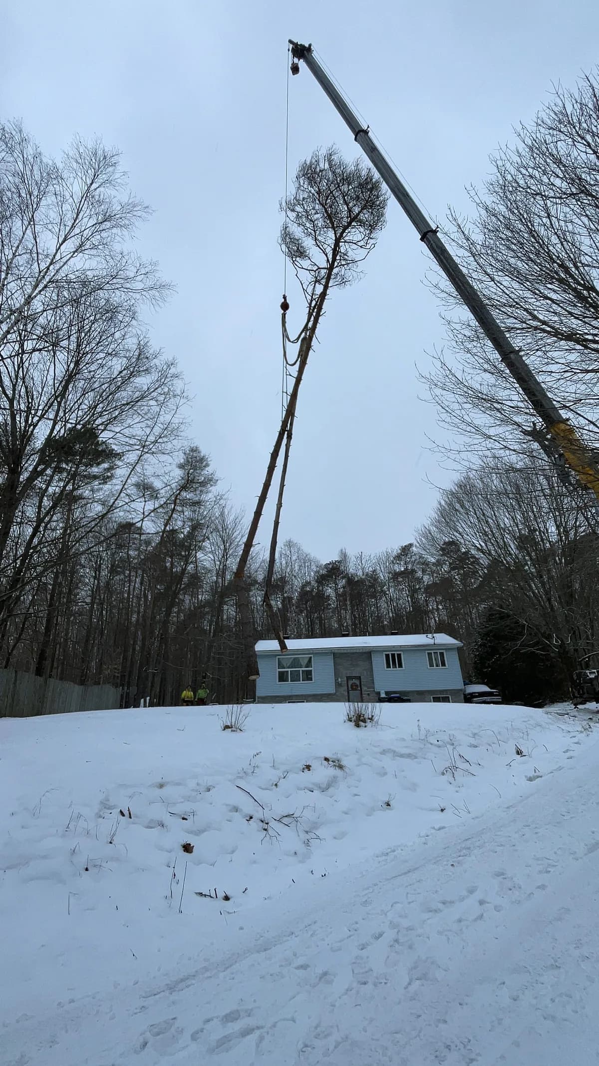 Tree removal crew taking down a large tree in winter conditions in Simcoe County Ontario