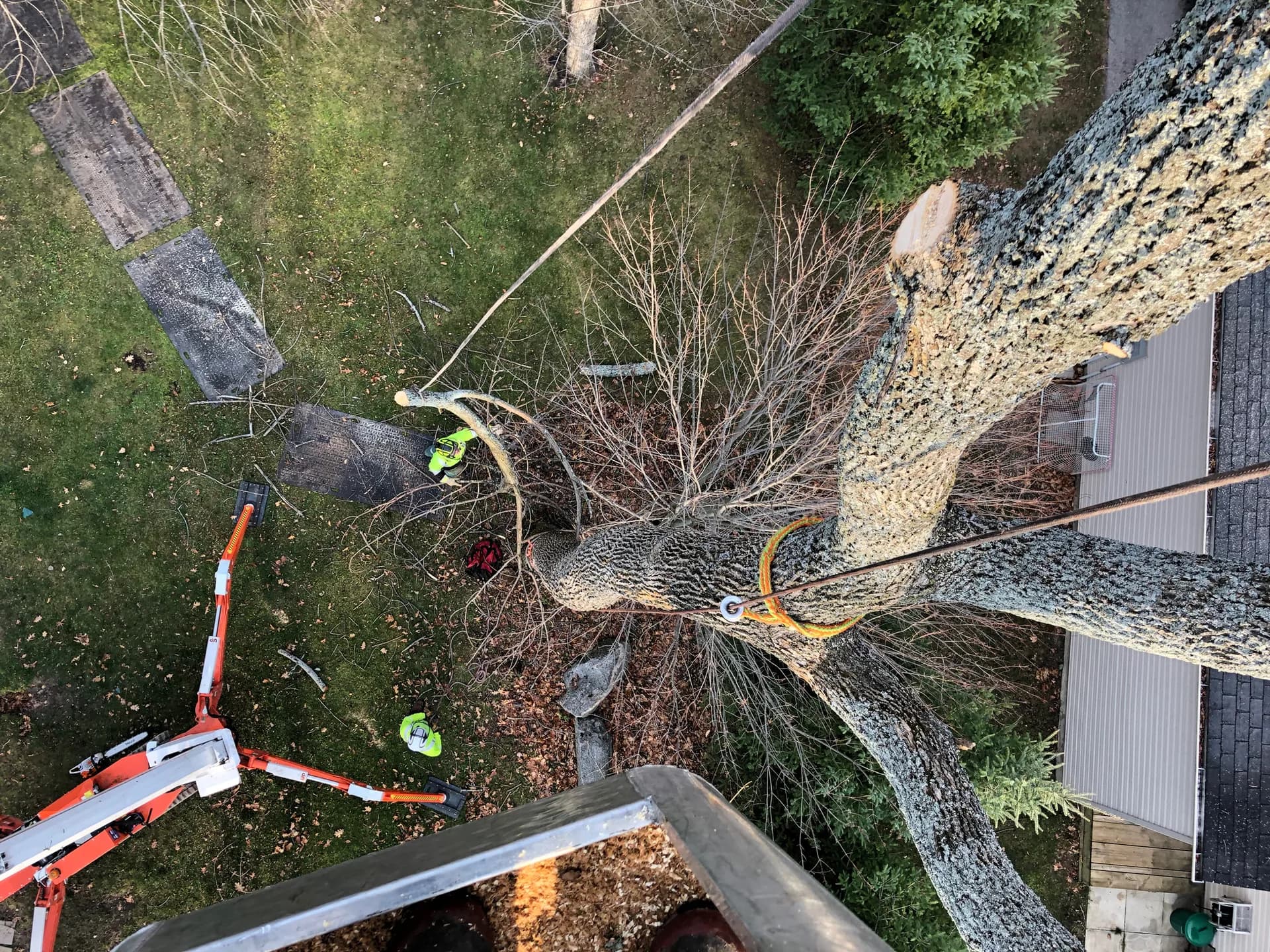 Cabling & Bracing in Springwater, Ontario — Axe & Wedge Tree Works