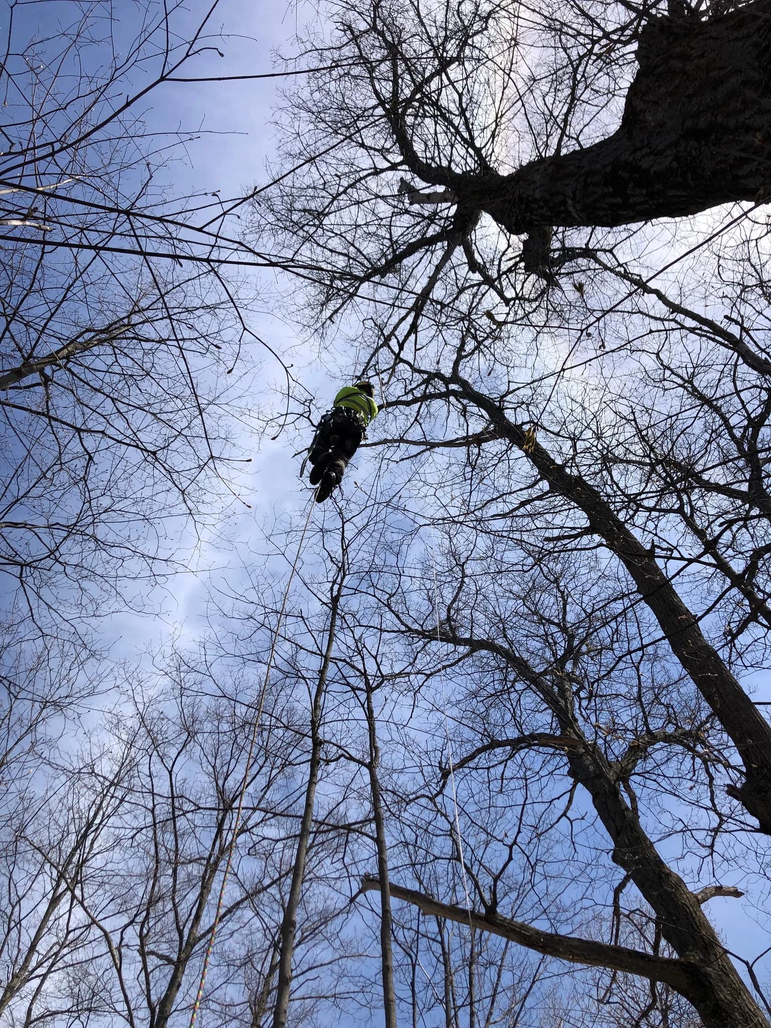 Axe & Wedge Tree Works arborist in action — join our crew in Simcoe County