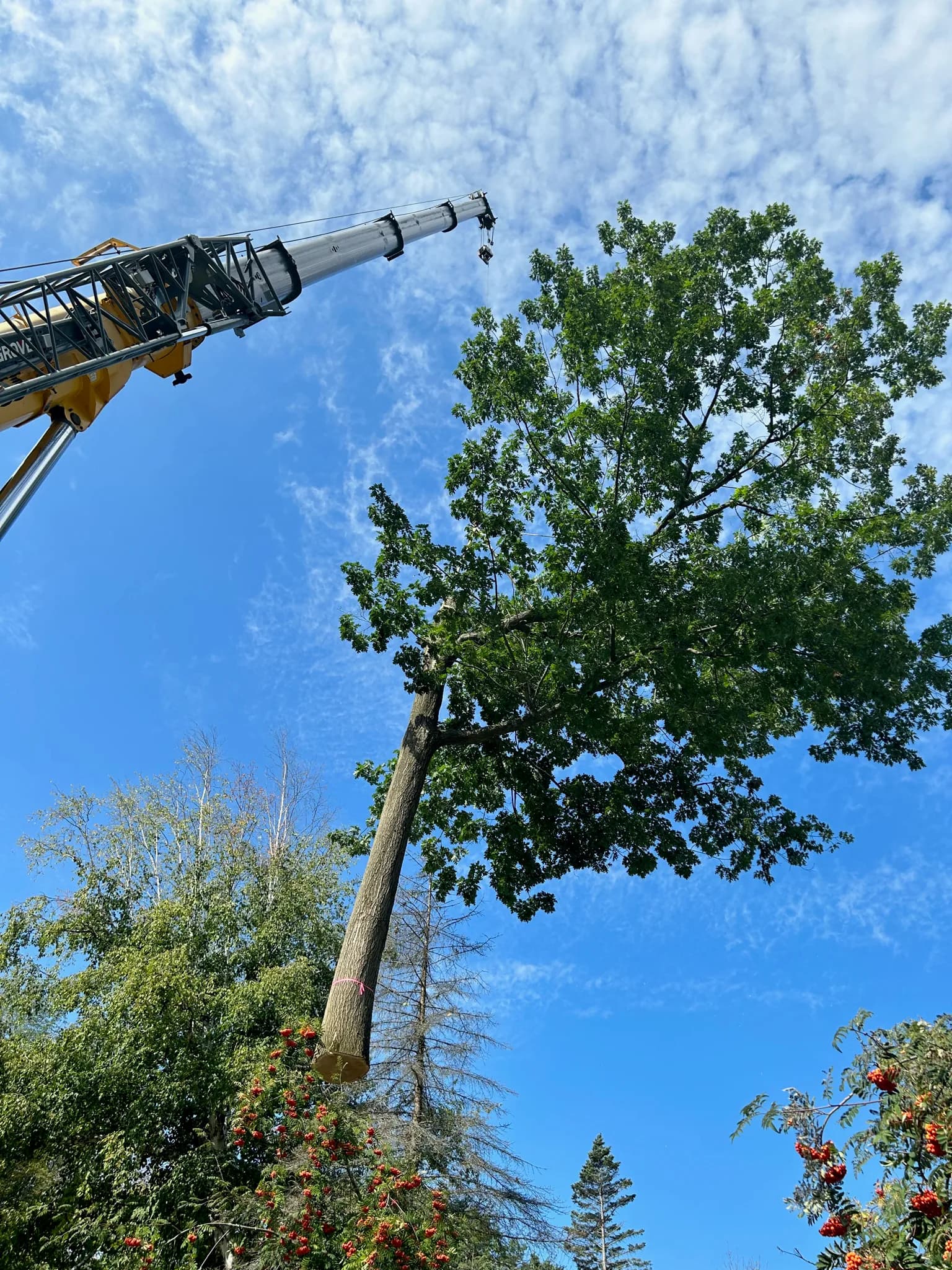 Large Tree Crane Removal in Simcoe County — Axe & Wedge Tree Works