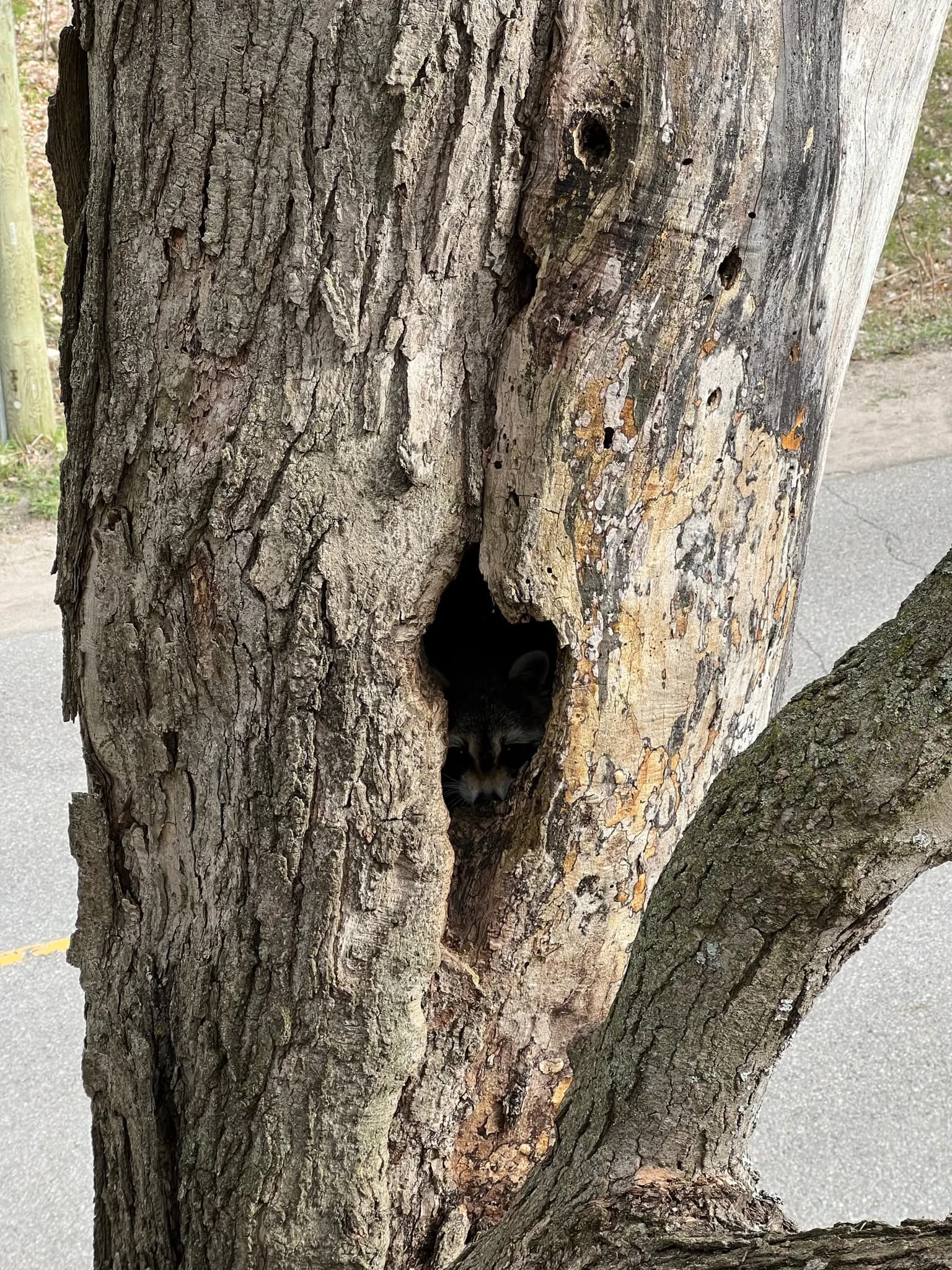 Pest & Disease Management in Gravenhurst, Ontario — Axe & Wedge Tree Works