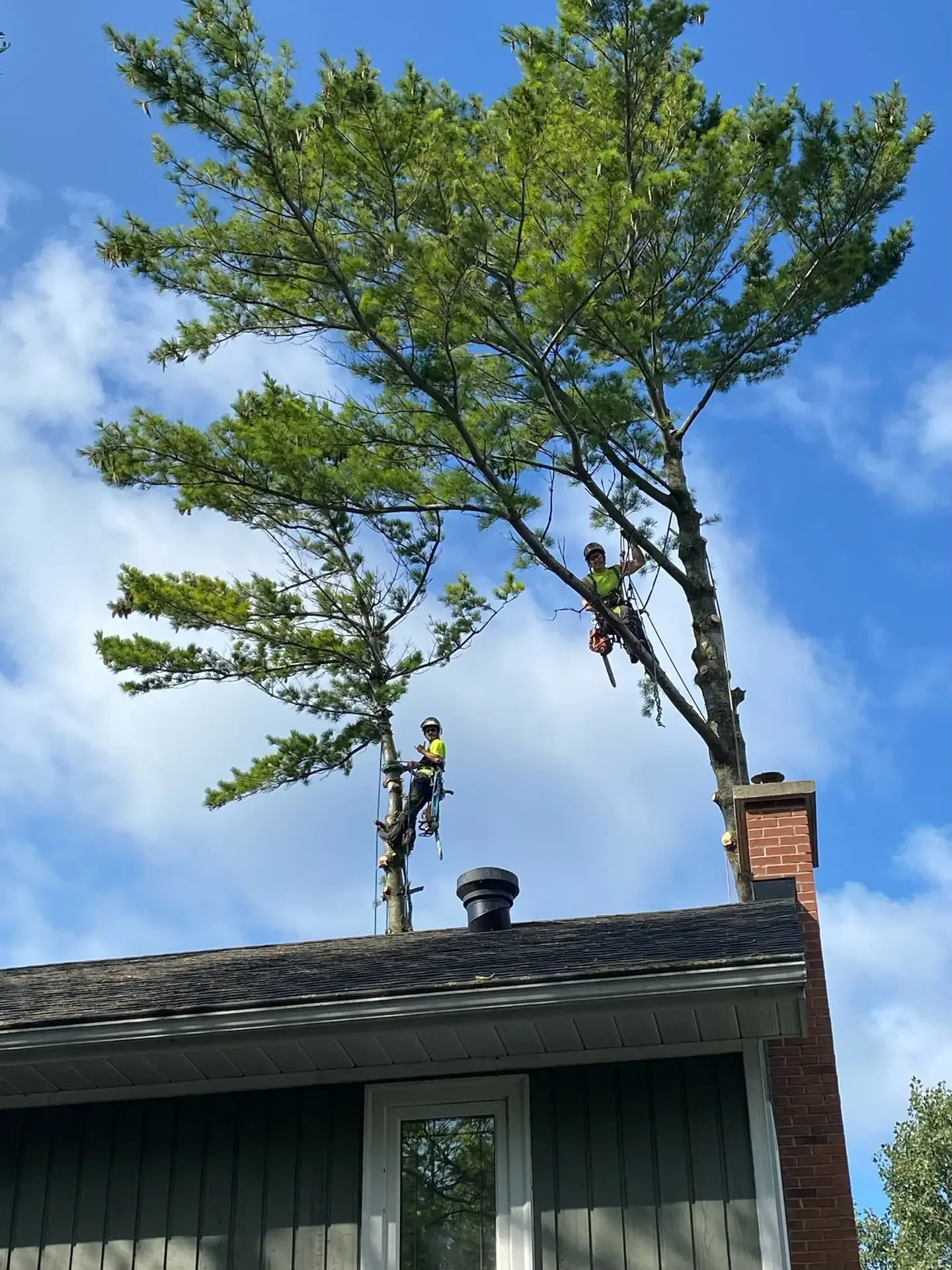 Tree Pruning in Penetanguishene, Ontario — Axe & Wedge Tree Works