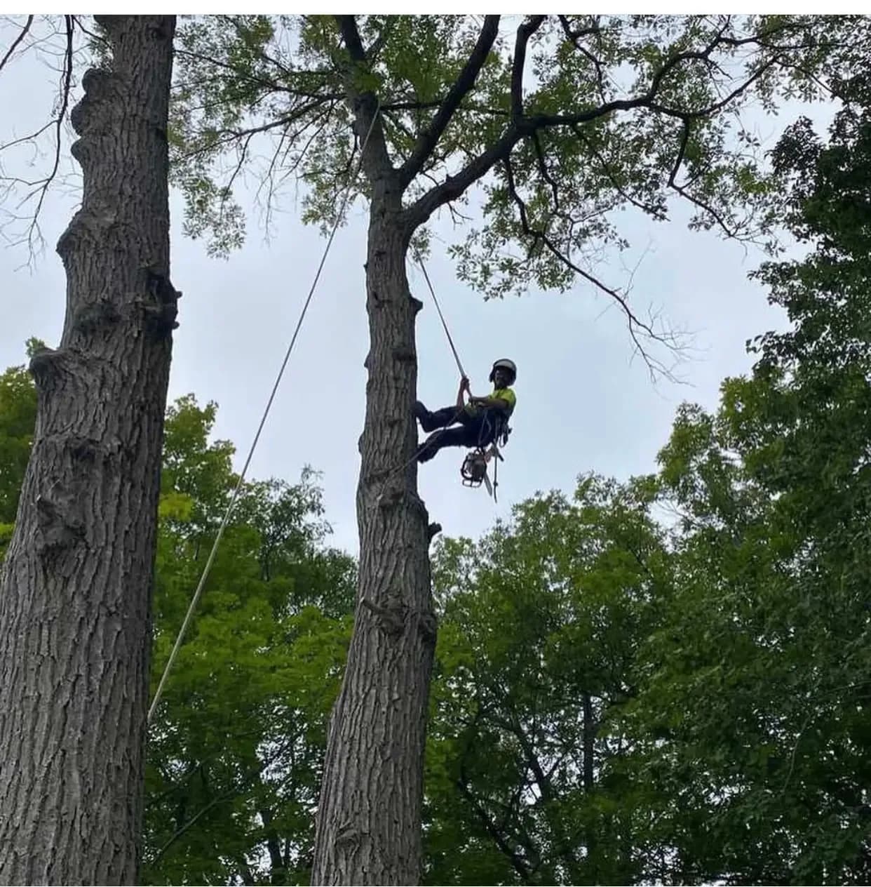 Tree Removal in Elmvale, Ontario — Axe & Wedge Tree Works